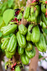 Averrhoa bilimbi fruits