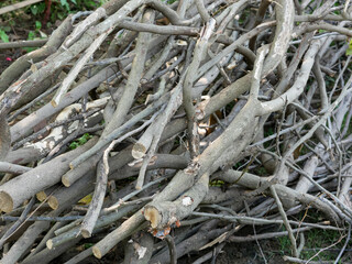 pile of tree branches, used for firewood