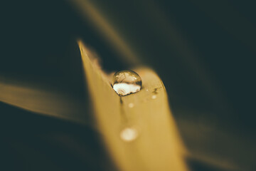 water drop on a leaf