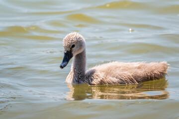 Beautiful baby cygnet mute swan fluffy grey and white chicks. Springtime new born wild swans birds in pond. Young swans swmming in a lake.