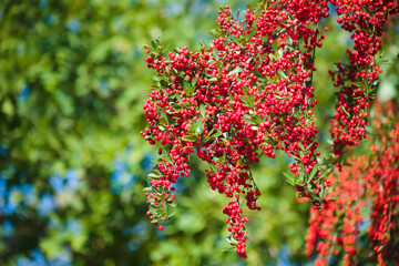 ピラカンサの赤い実	