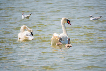 A pair of mute swans, Cygnus olor, swimming on a lake with its new born baby cygnets. Mute swan protects its small offspring. Gray, fluffy new born baby cygnets.