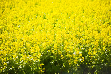 一面満開の菜の花　都市農業センター	