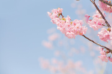 ハイキー調に写した河津桜	