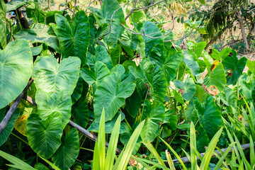 Caladium in natural