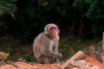 Japanese macaque monkey surrounded in Iwatayama Monkey Park in Kyoto, Japan