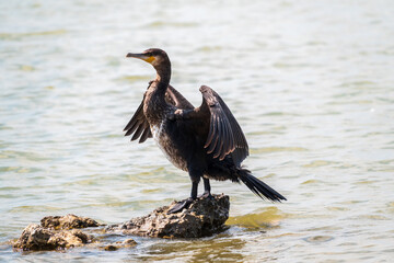 Great cormorant, Phalacrocorax carbo, sits on stone and dries its wings on the wind.