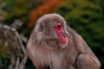 Japanese macaque Snow Monkey looking behind him in Iwatayama Monkey Park in Kyoto, Japan