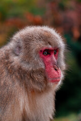 Japanese macaque Snow Monkey focused on something in Iwatayama Monkey Park in Kyoto, Japan
