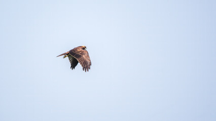 The bird of prey Black Kite flying in blue Sky