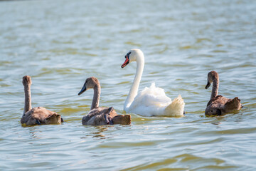 A female mute swan, Cygnus olor, swimming on a lake with its new born baby cygnets. Mute swan protects its small offspring. Gray, fluffy new born baby cygnets.