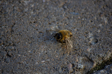 Bee on ground