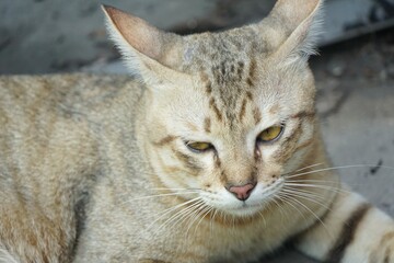 cute tabby cat on table
