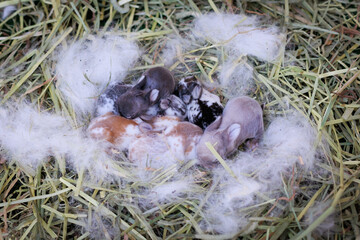 Newborn baby holland lop bunny in nest with mommy fur and dry grass. Group of baby rabbit are...