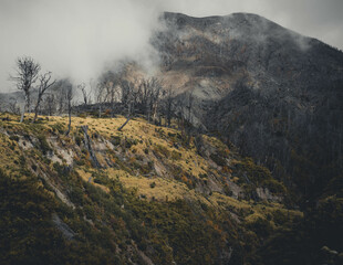 paisaje bosque quemado 