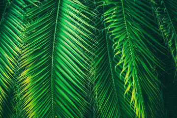 Naklejka na ściany i meble Natural Palm Leaves Background