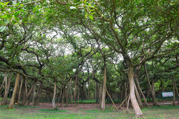 The Great Banyan is a banyan tree (Ficus benghalensis) located in Acharya Jagadish Chandra Bose Indian Botanic Garden, Howrah, near Kolkata, , West Bengal, India. More than 250 years old.