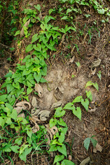 New leaves grown up on old, wood textured tree trunk in a forest. Howrah, West Bengal, India. Vertical image.