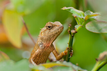 Indian gecko on a tree trunk , Bishnupur, India