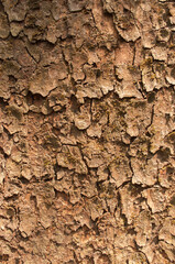 bark of a tree with brown textured background nature stock photo