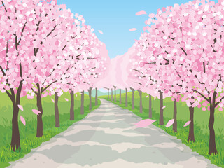 桜の並木道 - obrazy, fototapety, plakaty
