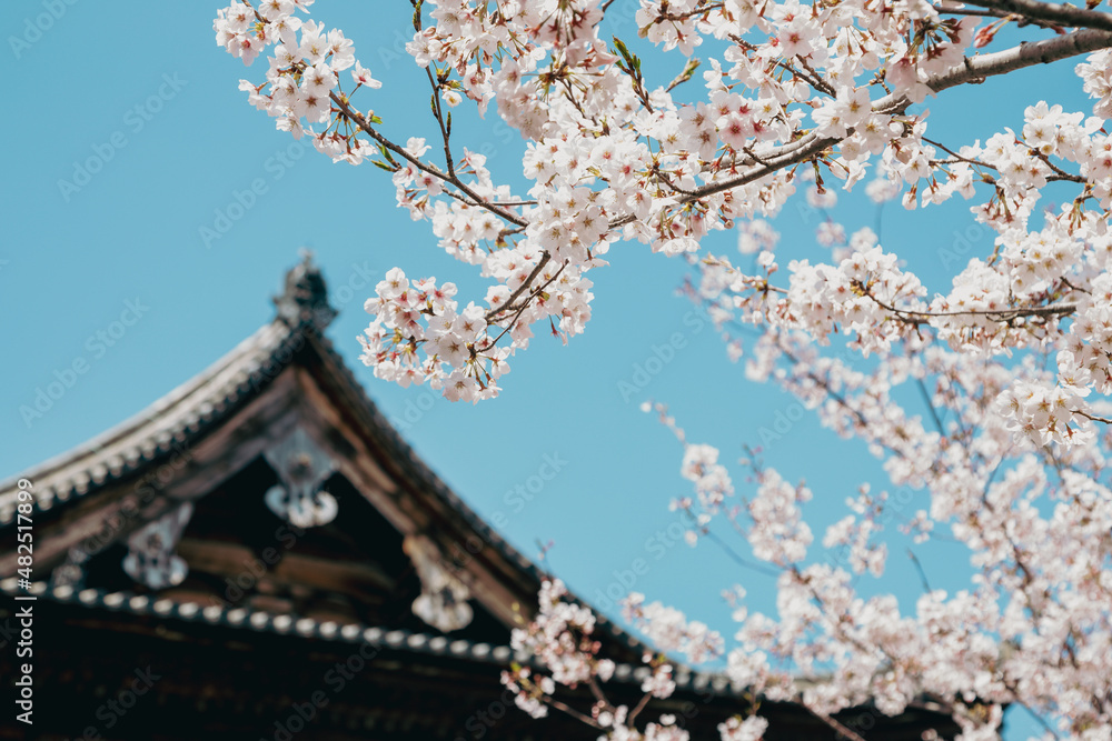 Poster toji temple traditional roof and cherry blossoms in kyoto, japan