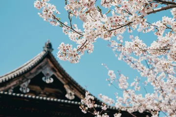 Fotobehang Toji temple traditional roof and cherry blossoms in Kyoto, Japan © Sanga