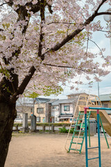 Fototapeta na wymiar Playground and spring cherry blossoms in Kyoto, Japan