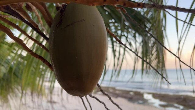Ripe coconut on a palm tree by the ocean and beach close up. Tasty coconuts ready to be picked up in the morning light in Cozumel, Mexico.