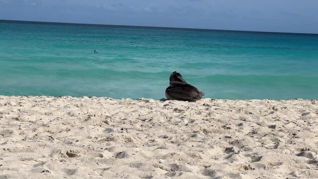 Pelican birds waiting for the fish in the ocean in Cancun. Big seabird Pelecanus occidentalis in a tropical sea in Riviera Maya, Mexico.