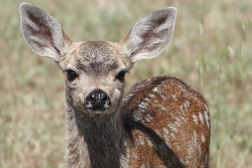 Close up of baby mule deer