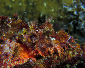 Fototapeta na wymiar A Bearded scorpionfish Boracay Philippines