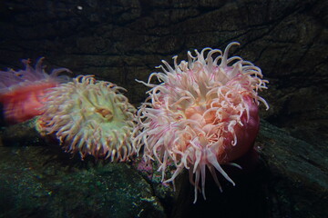 Naklejka na ściany i meble Urticina piscivora, common names fish-eating anemone and fish-eating urticina, is a northeast Pacific species of sea anemone in the family Actiniidae.