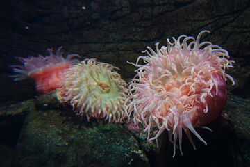 Naklejka na ściany i meble Urticina piscivora is a large anemone, growing to a maximum height of around 20 cm and 10 cm in diameter. The column is bright red in colour.