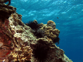 Black Diadema Urchin on rocks in a shallow reef Boracay Island Philippines
