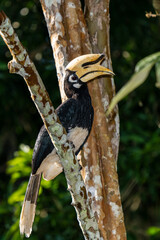 Oriental pied hornbill (Anthracoceros albirostris) in Kaeng Krachan National Park, Unesco World heritage site of Thailand.