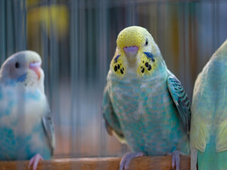 blue and yellow macaw
