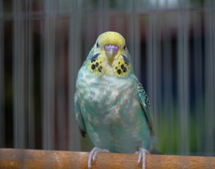 blue and yellow macaw