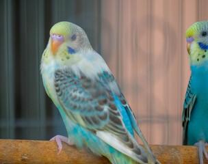 blue and yellow macaw