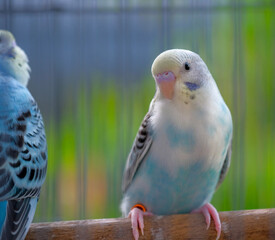 blue and yellow macaw