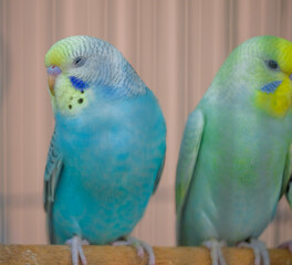 blue and yellow macaw