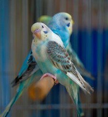 blue and yellow macaw