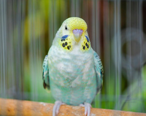 blue and yellow macaw