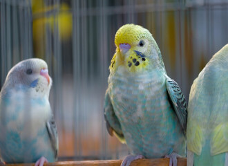 blue and yellow macaw