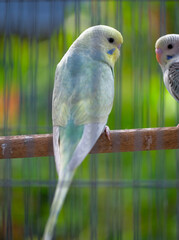 blue and yellow macaw