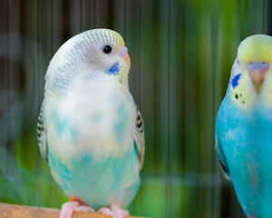 blue and yellow macaw