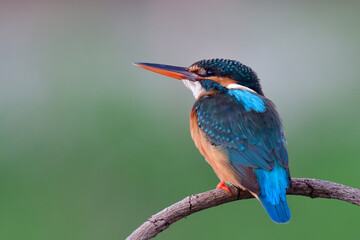 little turqouise blue bird pointing sky when other invade its territory, female of common kingfisher