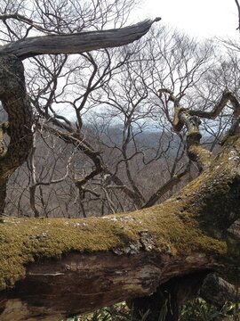 Moss on Branch Haruna Gunma Japan
