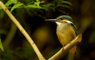 kingfisher on the branch waiting for the fishes to appear