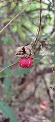 Red cherry fruit 